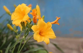 萱草非黄花菜，花型叶色大不同