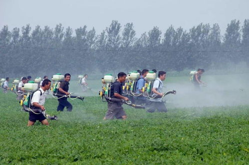 甲维盐，防治效果咋样