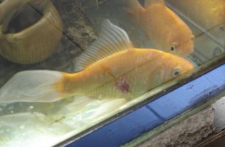 吃草的鱼和吃饲料的鱼在消化系统、生长速度、肉质等方面有哪些显著区别呢？