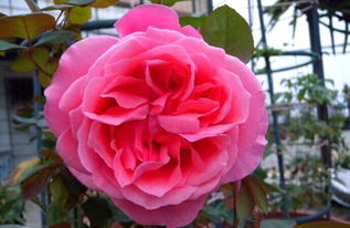 月季花种类繁多， 大花月季尤为出众