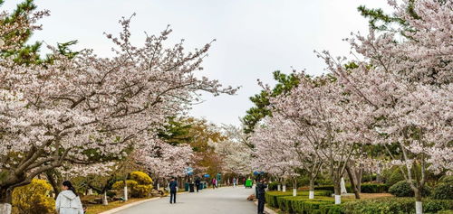 中山公园五月份盛开的樱花，错过要再等一年