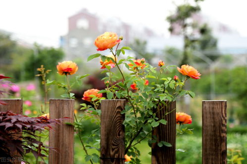 种植时间和注意事项