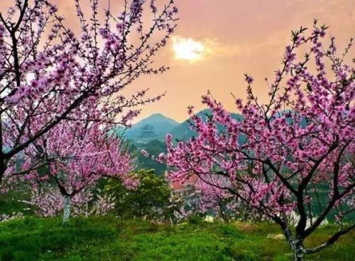 桃花：爱情、美丽，寓意美满，桃花源记传颂千古