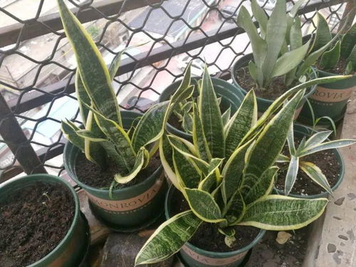 蜡封种球：懒人养花的秘密武器