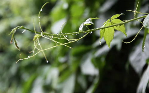 橡树种子播种的季节之谜