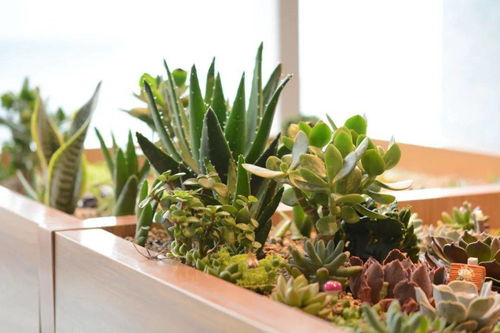 先说一说冬天养花要注意啥？