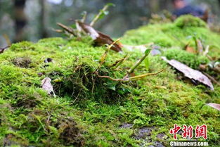 铁皮石斛种植过程中，如何正确养护才能保证其健康生长