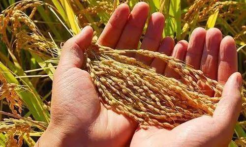 第五步：防虫，保护小芽芽