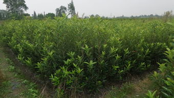 科学修剪的小技巧