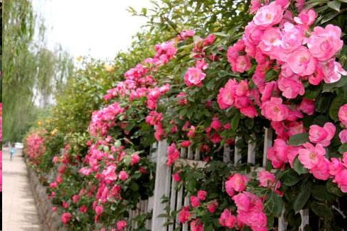 月季苗在秋老虎天气里浇水注意事项全解析