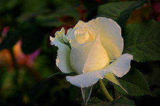 月季小苗冬天的修剪谜团