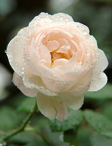 月季品种大盘点