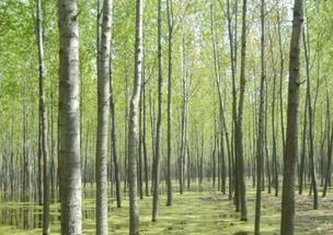 雪松， 那高大的守护者