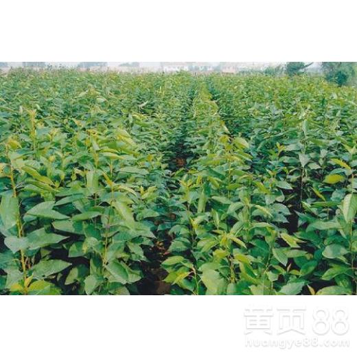 丙环唑在大樱桃上的使用