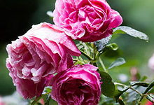 移栽前的小准备