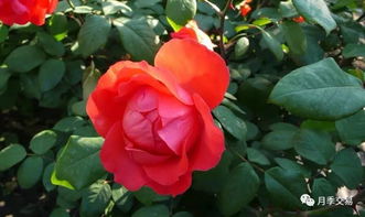 养护不当，还是品种问题？