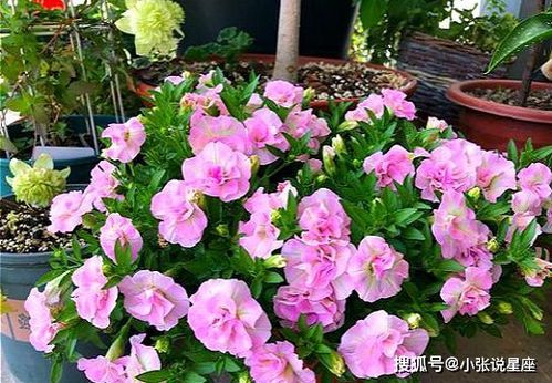 四季常开的花有哪些？推荐几种适合全年观赏的花卉品种