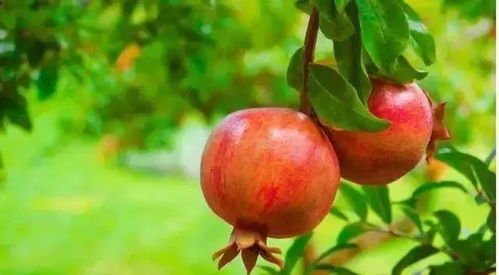 石榴、 柿子、葡萄、杏树、枣树：北方农村常见果树