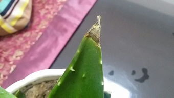 解决方法， 让芦荟重新焕发生机