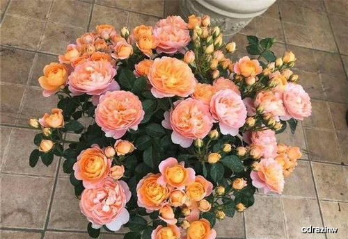 月季花换盆换土的正确方法是什么？