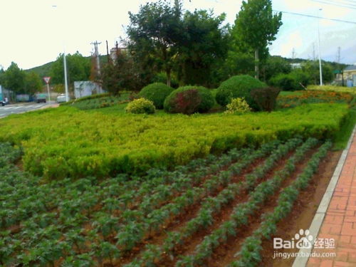 种植方法：简单又实用