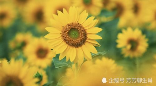 向日葵何时绽放？看完这篇