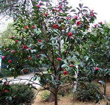 野生茶油价格一览：广宁红花油茶茶油，品质之选！