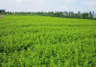 电商平台：侧柏苗销售乱象