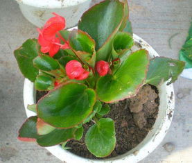 浇水方式：温和为主， 软管为辅