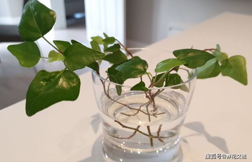 常春藤如何进行扦插繁殖？有哪些具体方法和需要注意的事项