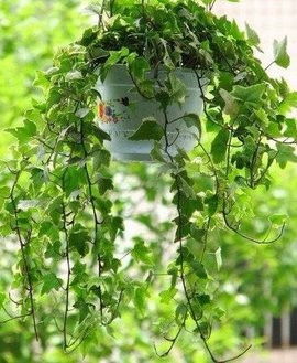 常春藤的普及与喜爱