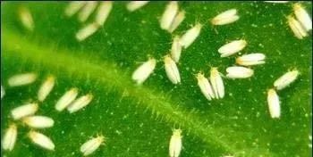 如何不用杀虫剂有效防治青菜蛾子，让青菜免受害虫侵害？
