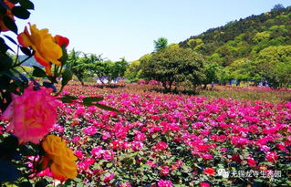 金秋盛景， 蝶舞蜂飞