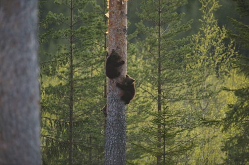 松柏树的叶子为什么这么密集？