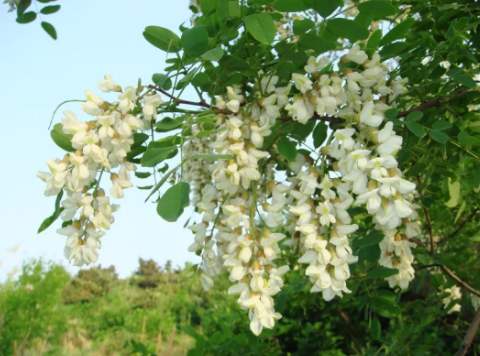 柘树：北方常见的灌木或小乔木