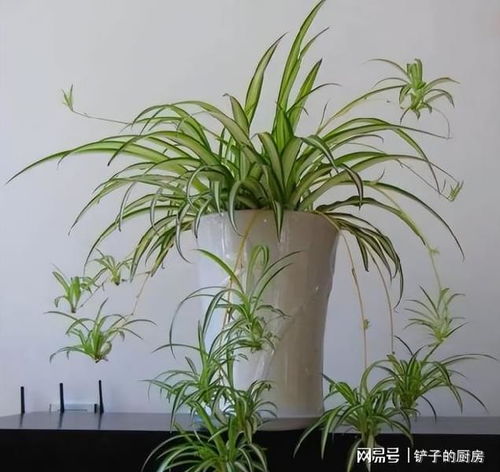 吊篮里的花朵选择，让家geng生机盎然