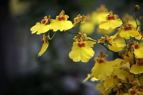 “‘花开吉祥如意常伴’这句花语是什么意思