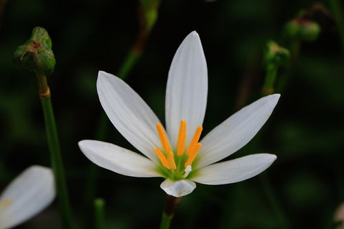 葱兰，多年生常绿草本植物
