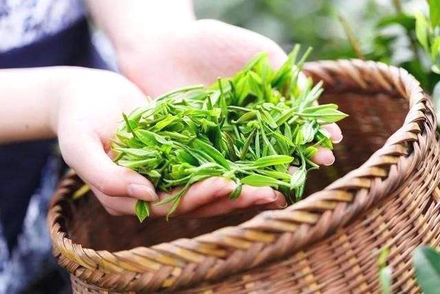 探索天然养生：樟树叶、盐、柚子叶与茶叶的神奇组合，打造健康茶饮