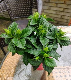 栀子花每天几点浇水最适宜？