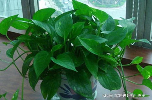 绿萝的室内养护小贴士