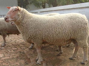夏洛莱羊：品种特点、繁殖优势与饲养指南
