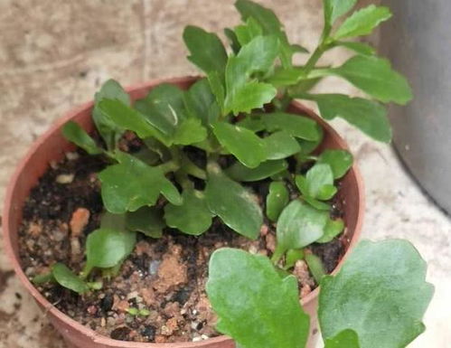 退货率暴涨， 揭秘8-9月种植陷阱