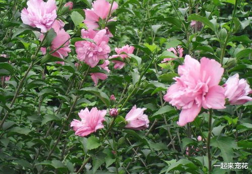 沈阳花友的成功经验