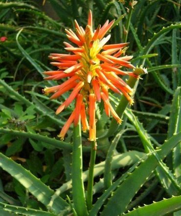春天花开的季节