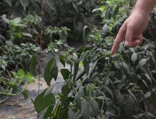 樱花树杀虫最有效的药物是什么？