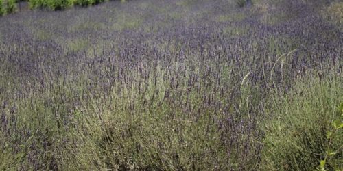 香草的秘密：那些决定香气的化学小精灵