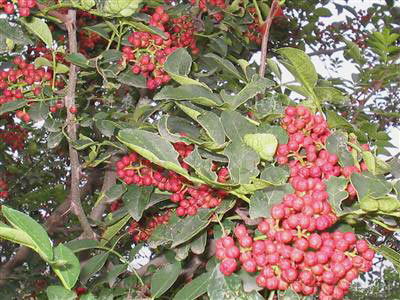 花椒树苗的移栽