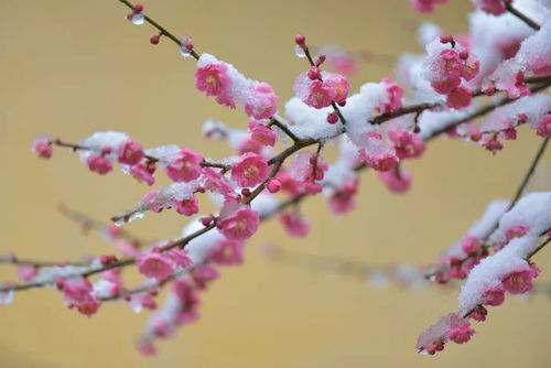 “梅花寒雪中绽放，春意盎然