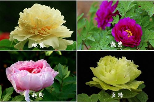 牡丹花开谢了如何处理残枝败叶